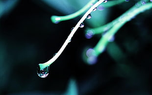 macro photography of water droplet on green stalk HD wallpaper